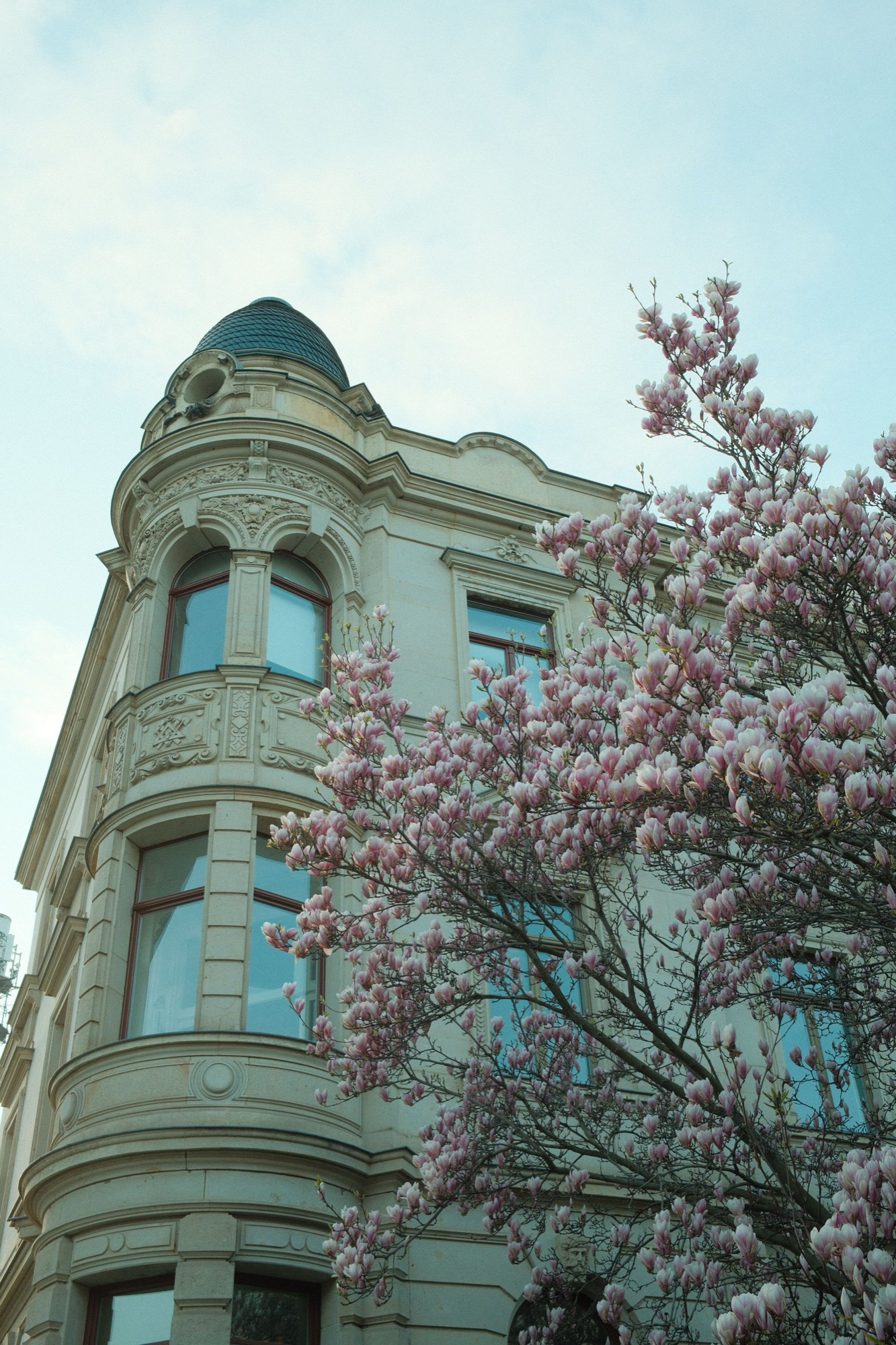 Altbau mit Erker und blühender Magnolie